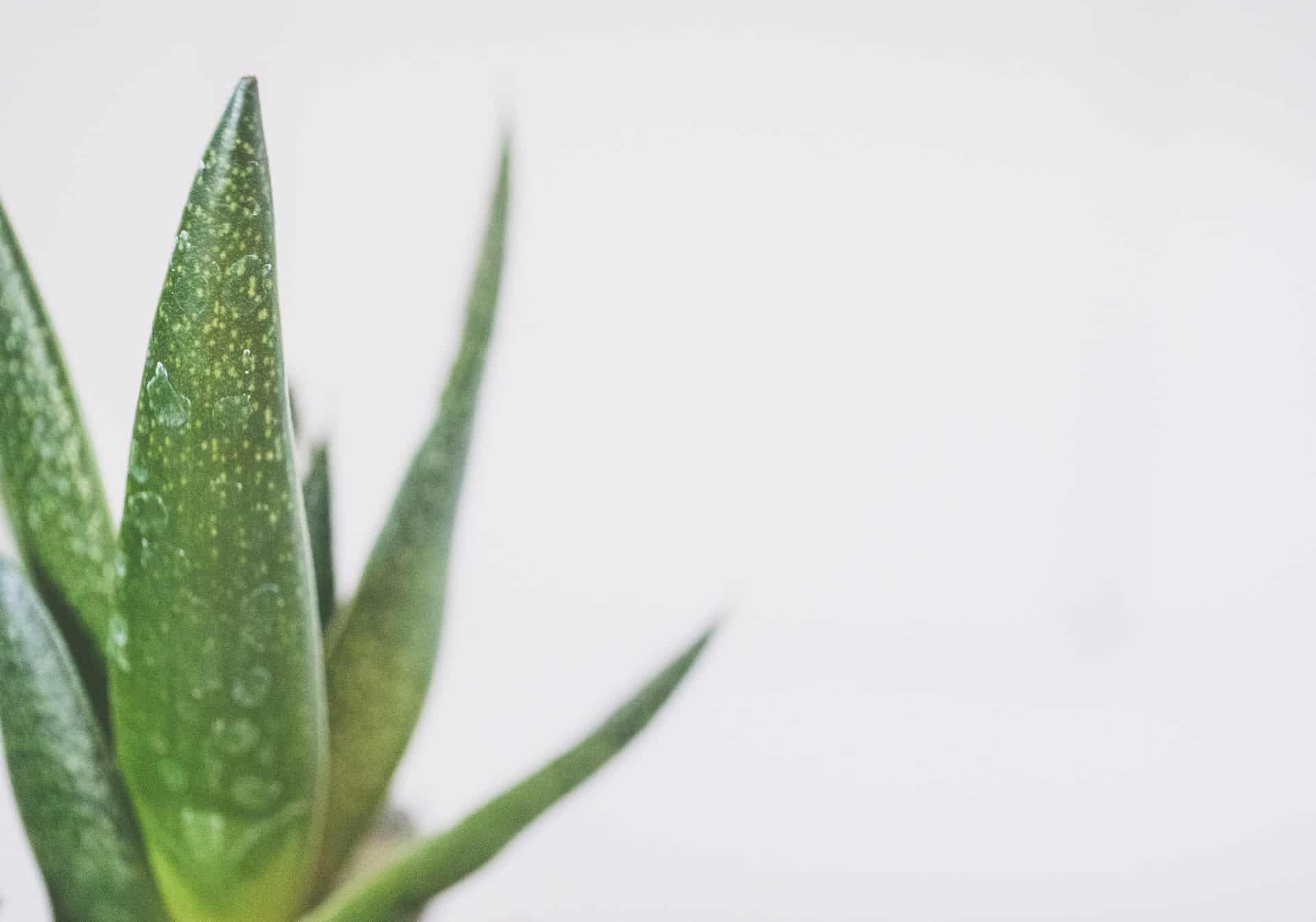Zašto je aloe vera zdrava?